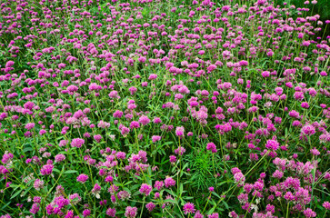 Beautiful flowers field of pink firework