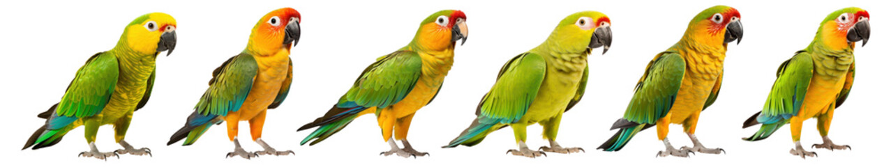 Fototapeta premium Green parrots bird animal set