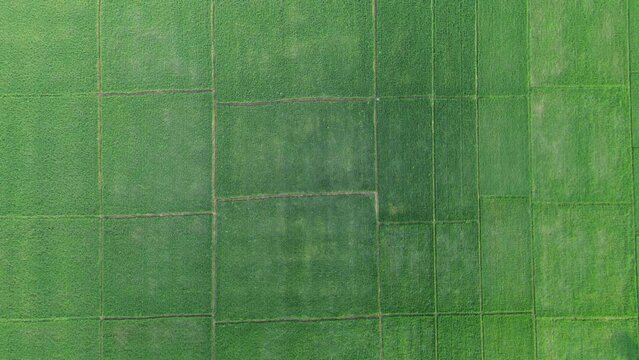 Drone shot of beautiful cultivated green Rice field on a sunny day in Pemalang, Indonesia.