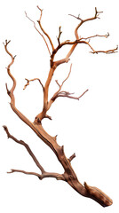 Fototapeta premium Tree branch isolated on white background