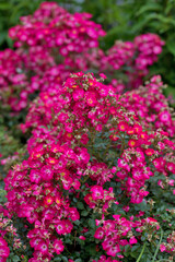 Obraz premium Rosengarten, Rose, Rosen rot, Rosen lila, Rosen, Rosen pink, Blumen, Rosenbogen, Salbei, Biene, Strauchrosen, Garten, Hochzeit, Edelrosen