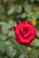 Rosengarten, Rose, Rosen rot, Rosen lila, Rosen, Rosen pink, Blumen, Rosenbogen, Salbei, Biene, Strauchrosen, Garten, Hochzeit, Edelrosen