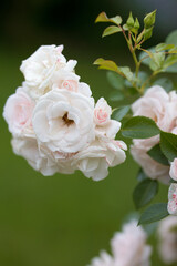 Obraz premium Rosengarten, Rose, Rosen rot, Rosen lila, Rosen, Rosen pink, Blumen, Rosenbogen, Salbei, Biene, Strauchrosen, Garten, Hochzeit, Edelrosen