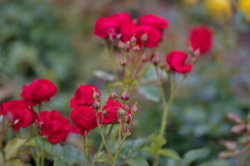 Rosengarten, Rose, Rosen rot, Rosen lila, Rosen, Rosen pink, Blumen, Rosenbogen, Salbei, Biene, Strauchrosen, Garten, Hochzeit, Edelrosen