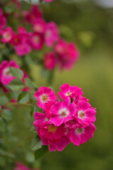 Rosengarten, Rose, Rosen rot, Rosen lila, Rosen, Rosen pink, Blumen, Rosenbogen, Salbei, Biene, Strauchrosen, Garten, Hochzeit, Edelrosen