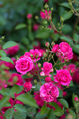 Rosengarten, Rose, Rosen rot, Rosen lila, Rosen, Rosen pink, Blumen, Rosenbogen, Salbei, Biene, Strauchrosen, Garten, Hochzeit, Edelrosen