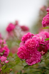 Rosengarten, Rose, Rosen rot, Rosen lila, Rosen, Rosen pink, Blumen, Rosenbogen, Salbei, Biene, Strauchrosen, Garten, Hochzeit, Edelrosen