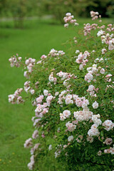 Rosengarten, Rose, Rosen rot, Rosen lila, Rosen, Rosen pink, Blumen, Rosenbogen, Salbei, Biene, Strauchrosen, Garten, Hochzeit, Edelrosen