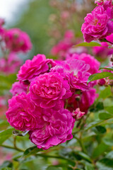 Rosengarten, Rose, Rosen rot, Rosen lila, Rosen, Rosen pink, Blumen, Rosenbogen, Salbei, Biene, Strauchrosen, Garten, Hochzeit, Edelrosen