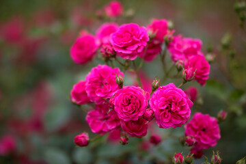 Rosengarten, Rose, Rosen rot, Rosen lila, Rosen, Rosen pink, Blumen, Rosenbogen, Salbei, Biene, Strauchrosen, Garten, Hochzeit, Edelrosen