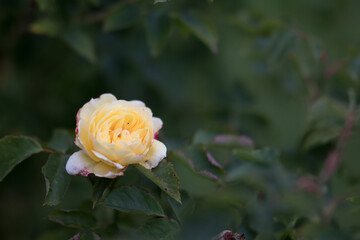 Rosengarten, Rose, Rosen rot, Rosen lila, Rosen, Rosen pink, Blumen, Rosenbogen, Salbei, Biene, Strauchrosen, Garten, Hochzeit, Edelrosen