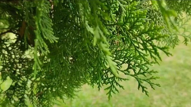 Green thuja occidentalis plant. Close up of Thuja occidentalis plant blowing in the wind 