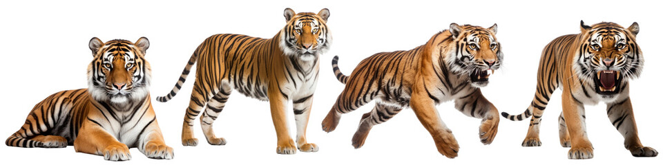 Tigers animal wildlife full body set
