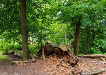Landschaft am Hellsee in Lanke, Bernau, Brandenburg, Deutschland