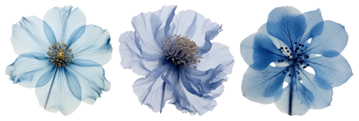 PNG Real Pressed blue flower  cut out element set