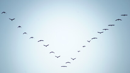 silhouette of flying flock of birds