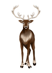 Illustration of standing horned reindeer isolated 