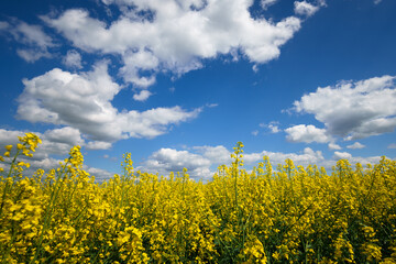 Obraz premium agricultural field with yellow rapeseed flowers, against a blue sky with white clouds, a bright spring landscape on a sunny day, a beautiful scene