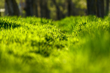 green grass and a path through a lawn in the forest, sunlight, bright spring landscape, close view...