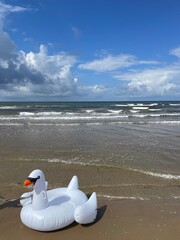 seagull on the beach