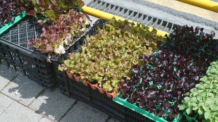 Young lettuce leaves planted in pots in front of a flower shop