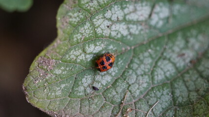 Ladybug pupa on a leaf