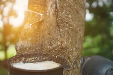 The rubber tree that was tapped Latex that is flowing down in the supporting container