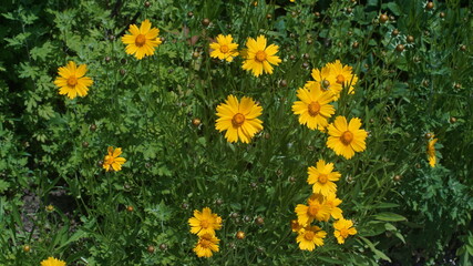 yellow Coreopsis lanceolata flower on the garden