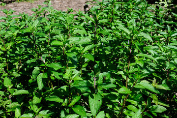 Fototapeta premium Fresh green peppermint or mentha × piperita, also known as Mentha balsamea leaves in direct sunlight, in an organic herbs garden, in a sunny summer day.