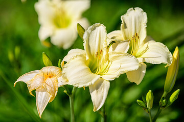 Fototapeta premium Ivory white Hemerocallis Arctic Snow plant, know as daylily, Lilium or Lily plant in a British cottage style garden in a sunny summer day, beautiful outdoor background photographed with soft focus.