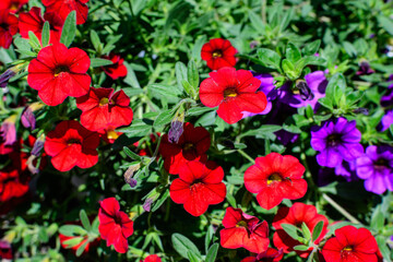 Large group of vivid red Petunia axillaris flowers and green leaves in a garden pot in a sunny summer day.