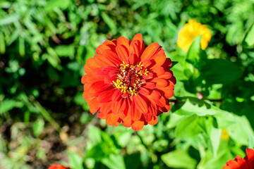 Close up of one beautiful large red zinnia flower in full bloom on blurred green background, photographed with soft focus in a garden in a sunny summer day.
