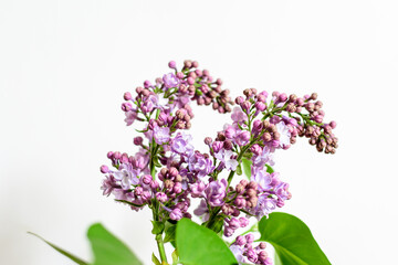Obraz premium Close up of a group of fresh small blue flowers of Syringa vulgaris (lilac or common lilac) in front of a white wall in a room, floral background photographed with soft focus.