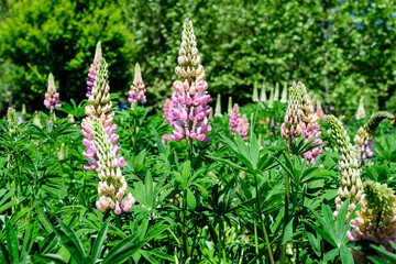Obraz premium Close up of pink flowers of Lupinus, commonly known as lupin or lupine, in full bloom and green grass in a sunny spring garden, beautiful outdoor floral background photographed with soft focus.