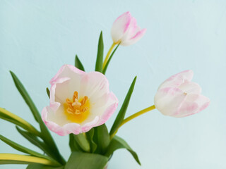 Fototapeta premium White-pink tulip buds close-up on a blue wall background.