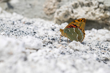 Butterfly collecting minerals on the white beach of Salda Lake. Mediterranean Fritillary, Argynnis pandora.
