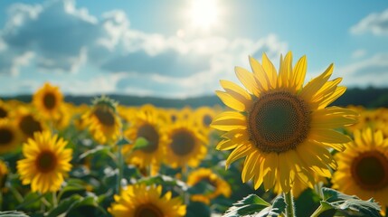 Fototapeta premium Sunny Sunflower Field 