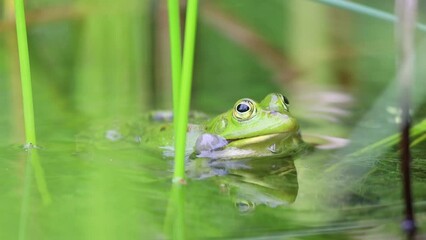green frog croaking in pond