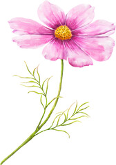 Watercolor of pink cosmea flowers