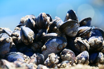 Black mussels by the see with small shellfish growing on the mussels Background is out of focus.