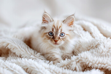 Fototapeta premium A fluffy Bengal kitten with blue eyes resting in a white blanket, capturing a peaceful and endearing moment of tranquility
