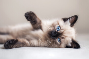 Obraz premium Siamese kitten with blue eyes laying on its side with a curious expression