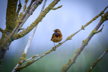 Bluethorm in the dusk on a dead branch