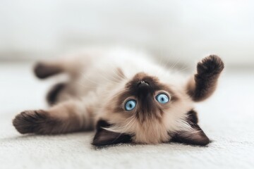 Siamese Kitten with blue eyes lying on its back with a relaxed expression