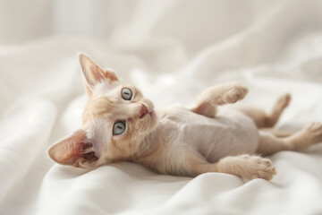 Light-colored kitten with blue eyes lying on a soft white fabric