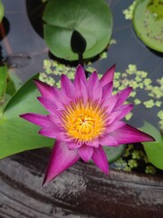 pink water lilie © Naphtharyn