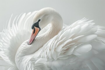 Spread-winged white swan