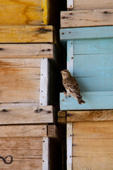 A sparrow resting by the beehive boxes and looking around