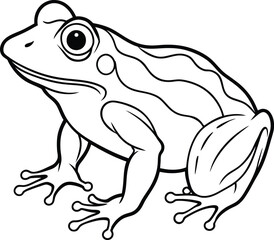 frog on white background 