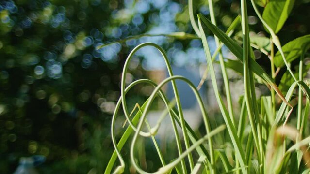 Close-up of garlic scapes with curly stems in a garden. Sunlight filtering through greenery. Nature and growth concept. Design for poster, banner, greeting card.